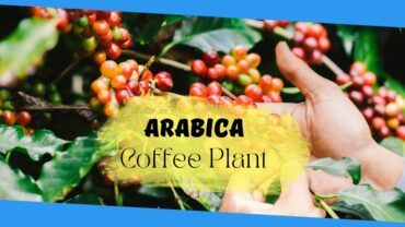 Arabica Coffee Plant: Growth, Maintenance and Care