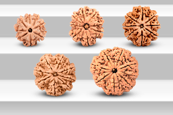 Rudraksha Size Explained