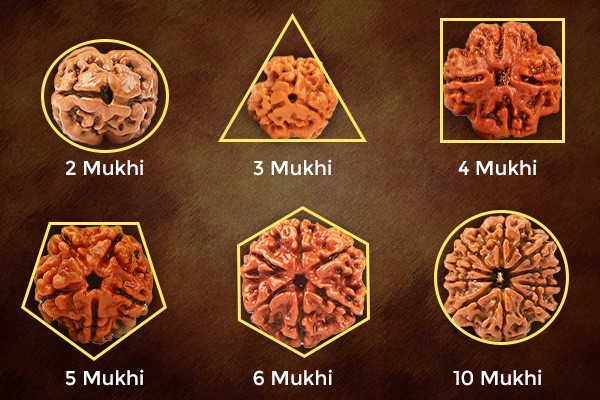 Shapes of Rudraksha